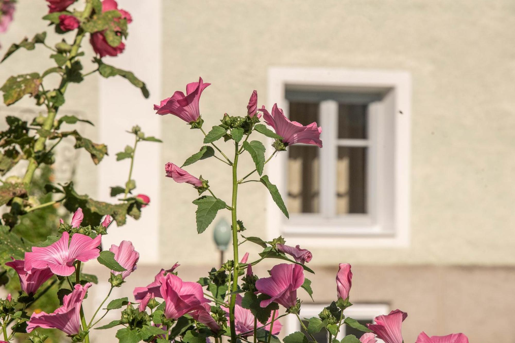 Puenlandhof Apartman Brunico Kültér fotó
